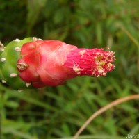 Opuntia cochenillifera (L.) Mill.